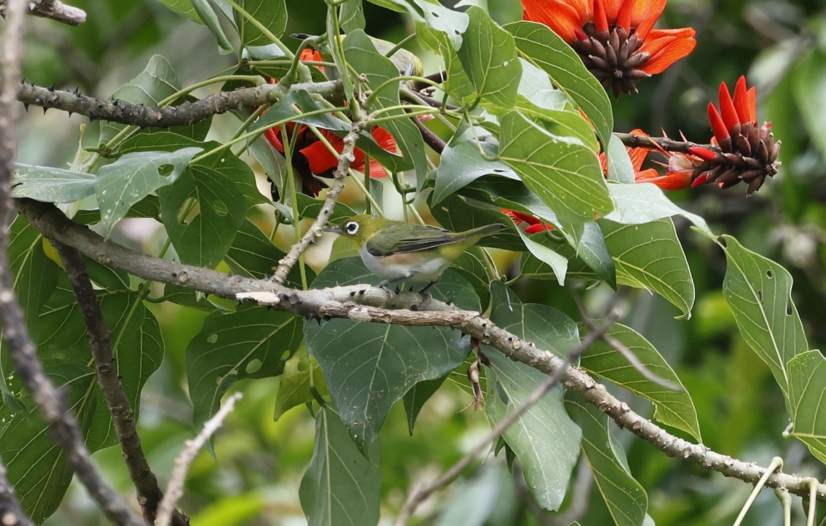 Chestnut-flanked White-eye - ML633569264