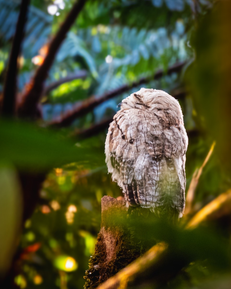 Common Potoo - ML633569276