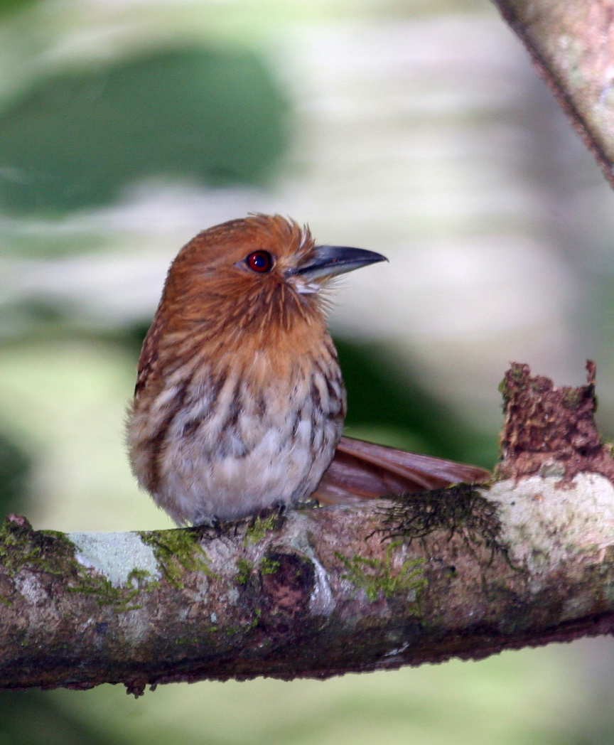 White-whiskered Puffbird - ML633569284