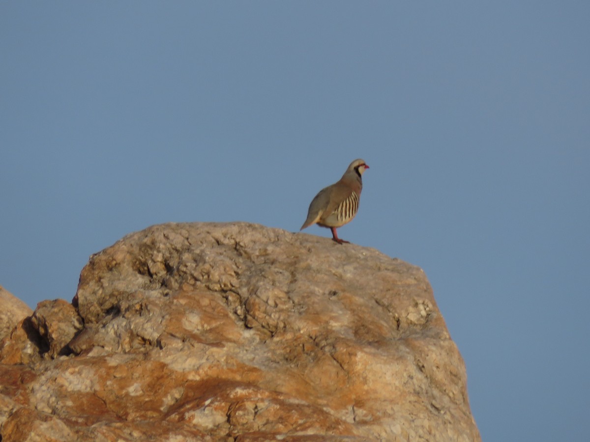 Chukar - ML633569300