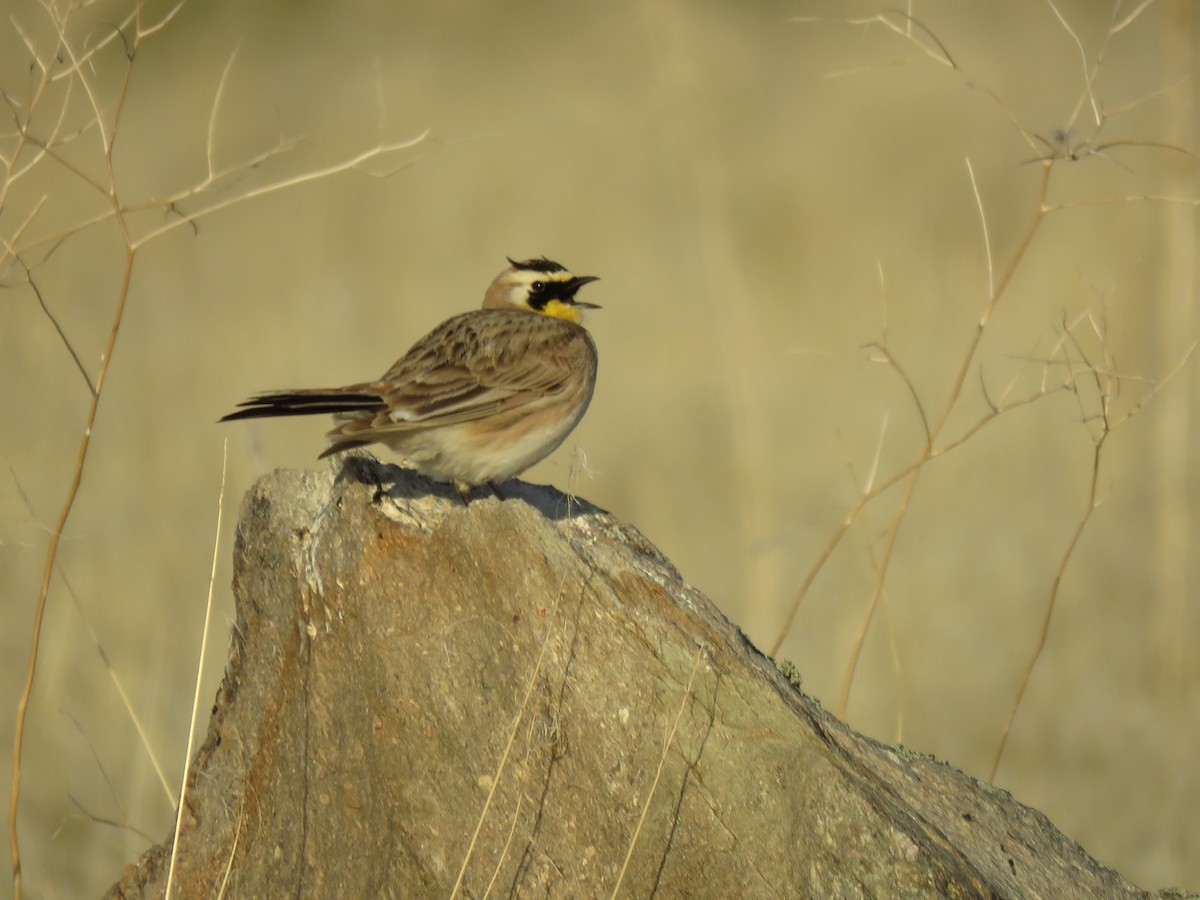 Horned Lark - ML633569302