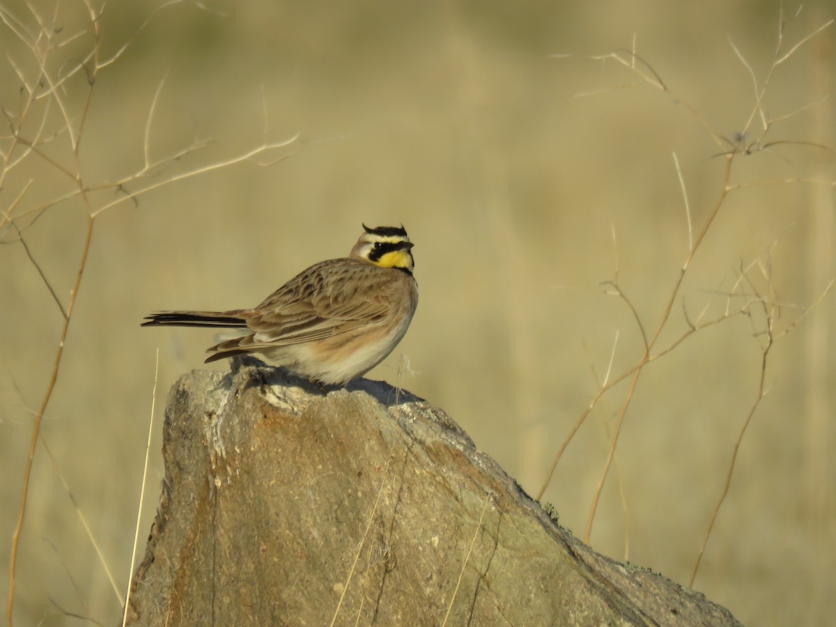 Horned Lark - ML633569303