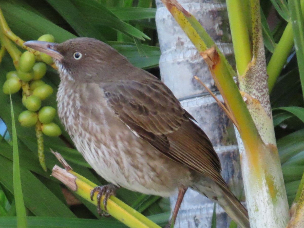 Palmchat - ML633569317