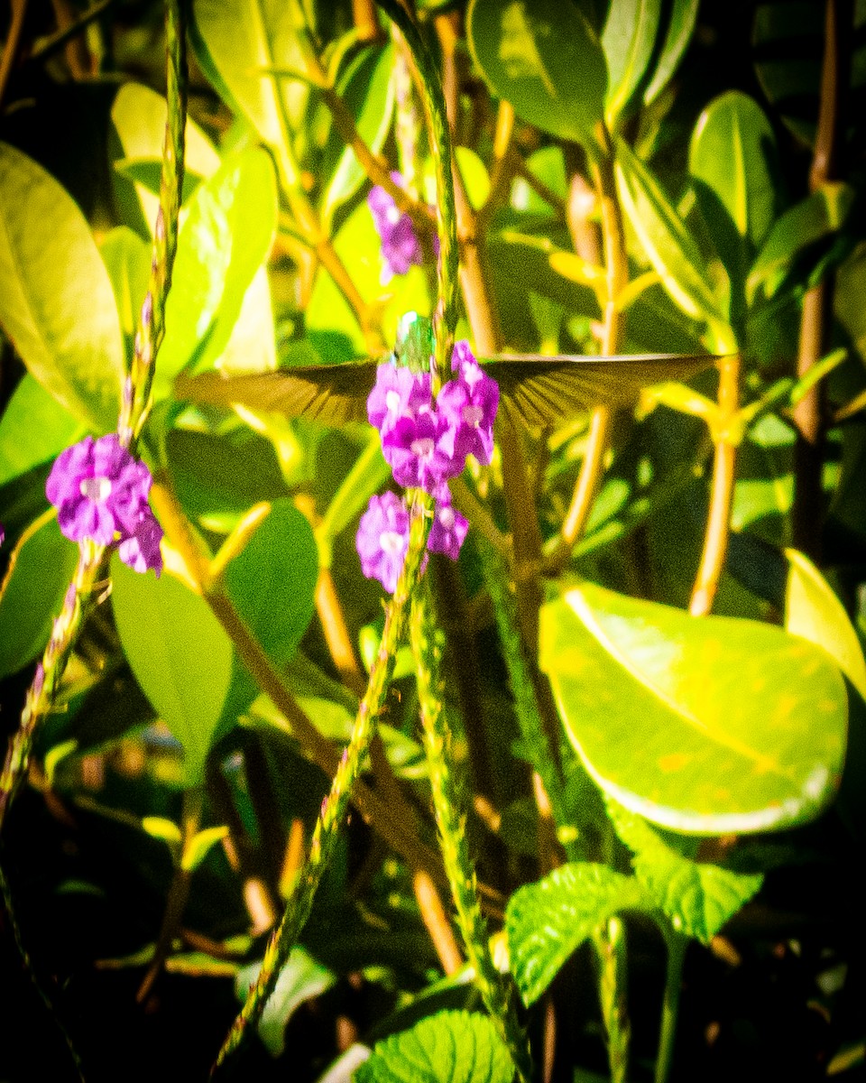 Charming Hummingbird - ML633569324