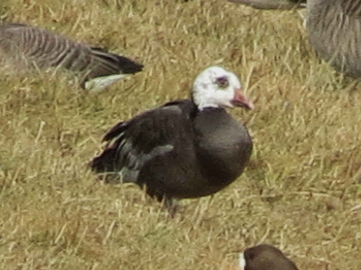 Snow x Canada Goose (hybrid) - ML633569344