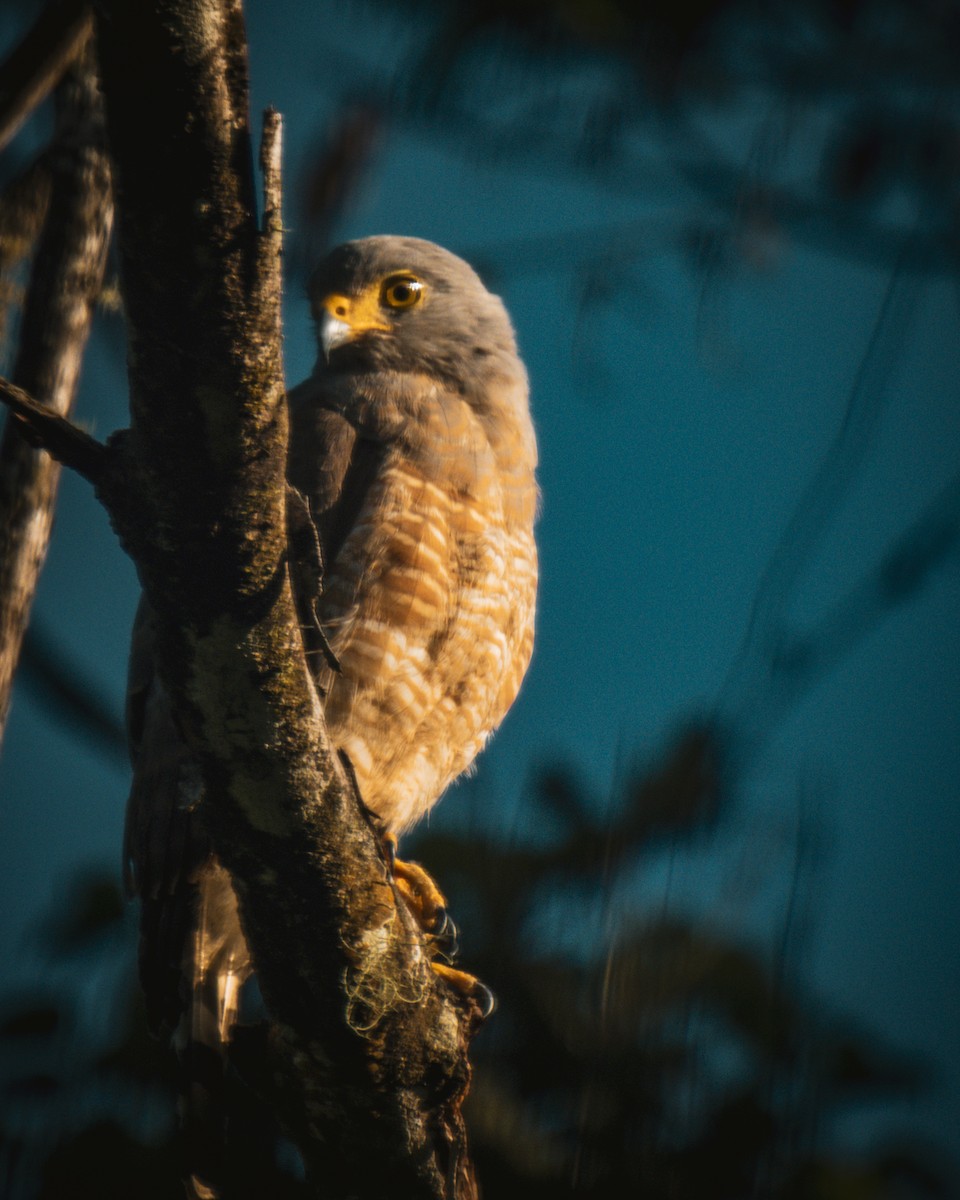 Roadside Hawk - ML633569351
