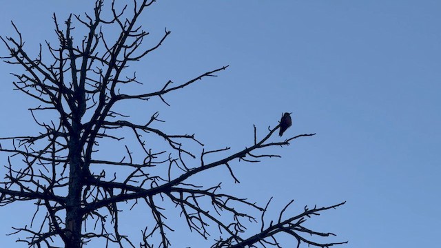 Lewis's Woodpecker - ML633569353