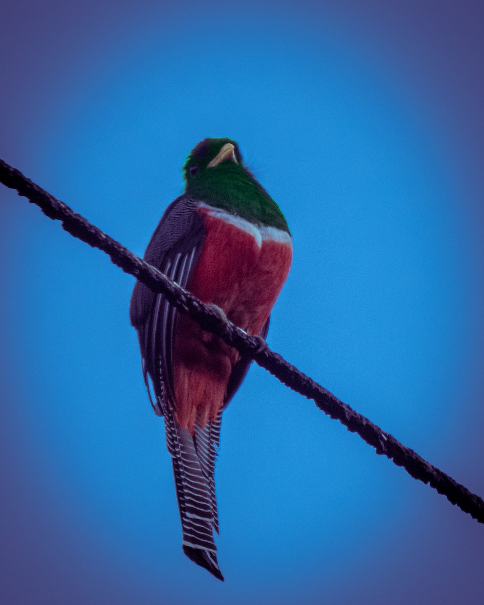 Collared Trogon - ML633569404