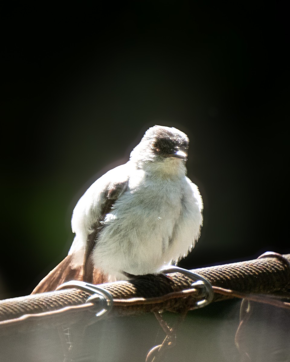 Torrent Tyrannulet - ML633569434