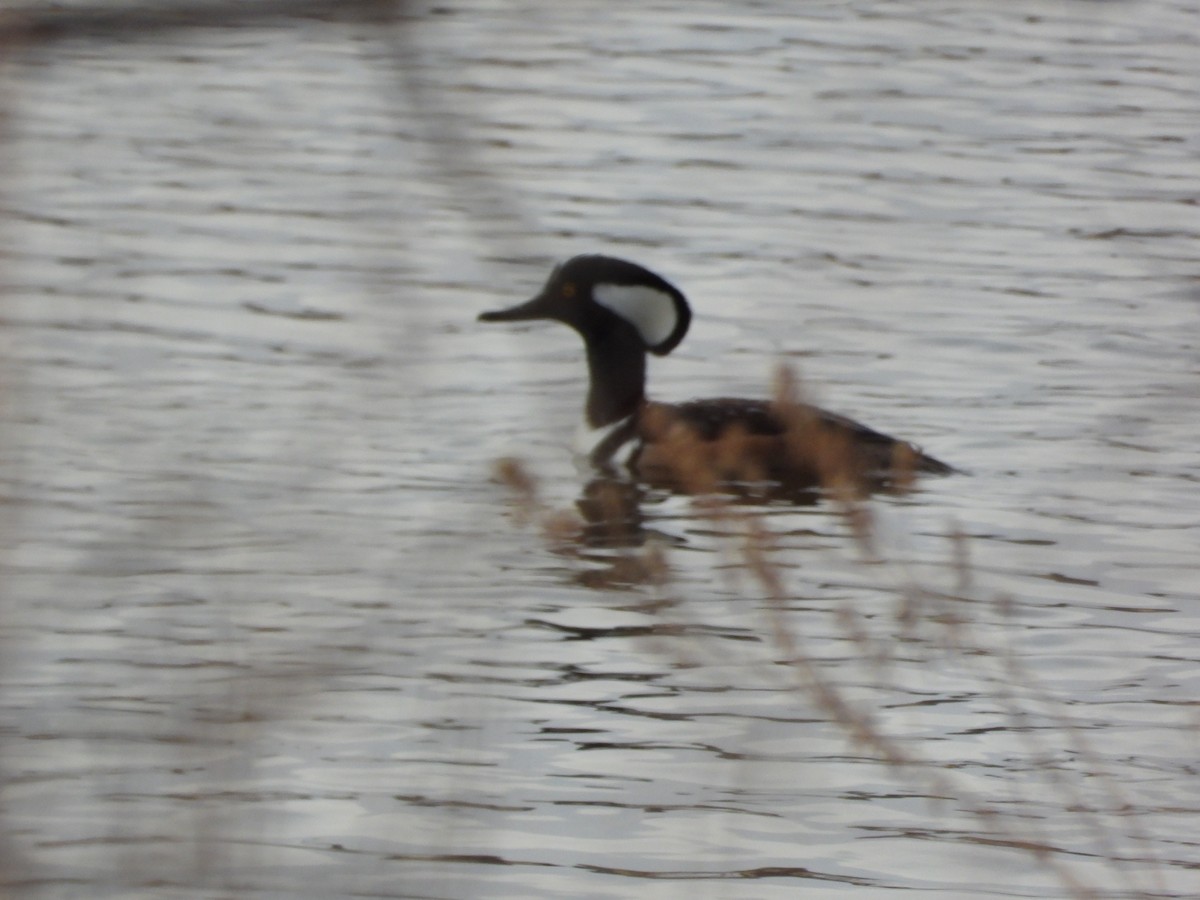 Hooded Merganser - ML633569485