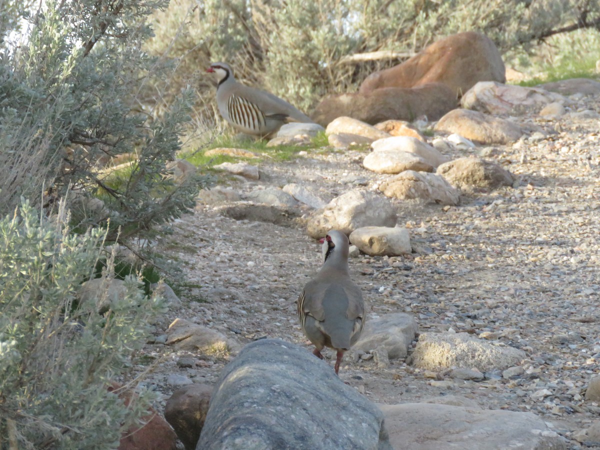Chukar - ML633569523