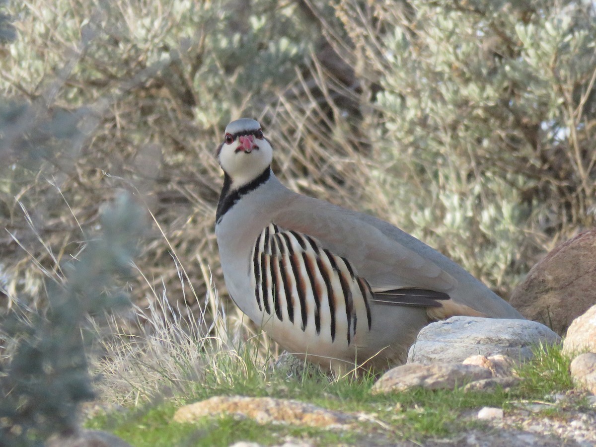 Chukar - ML633569524