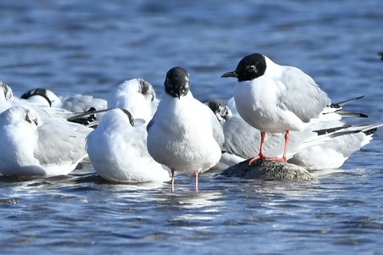 Bonaparte's Gull - ML633569555