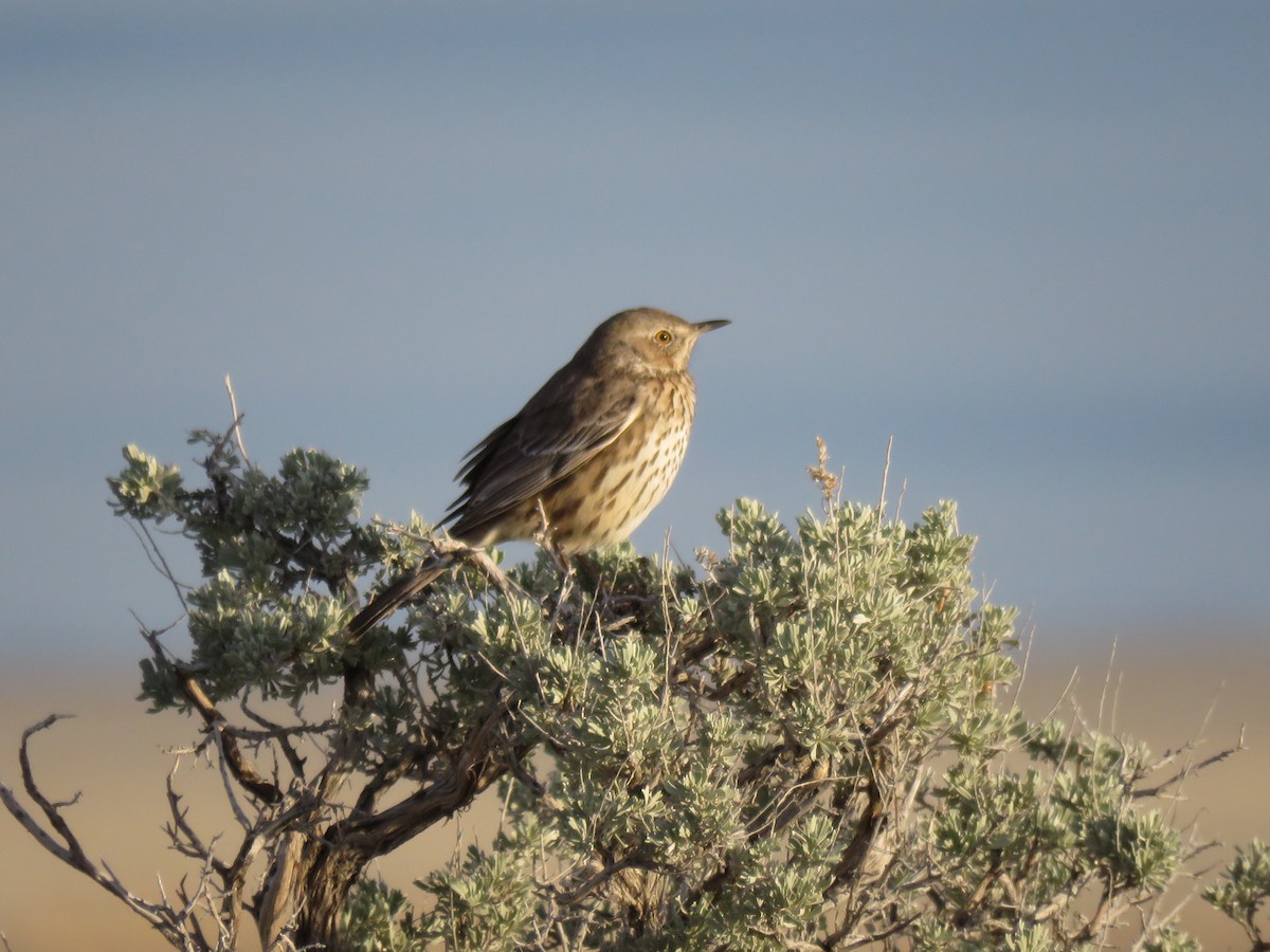 Sage Thrasher - ML633569576