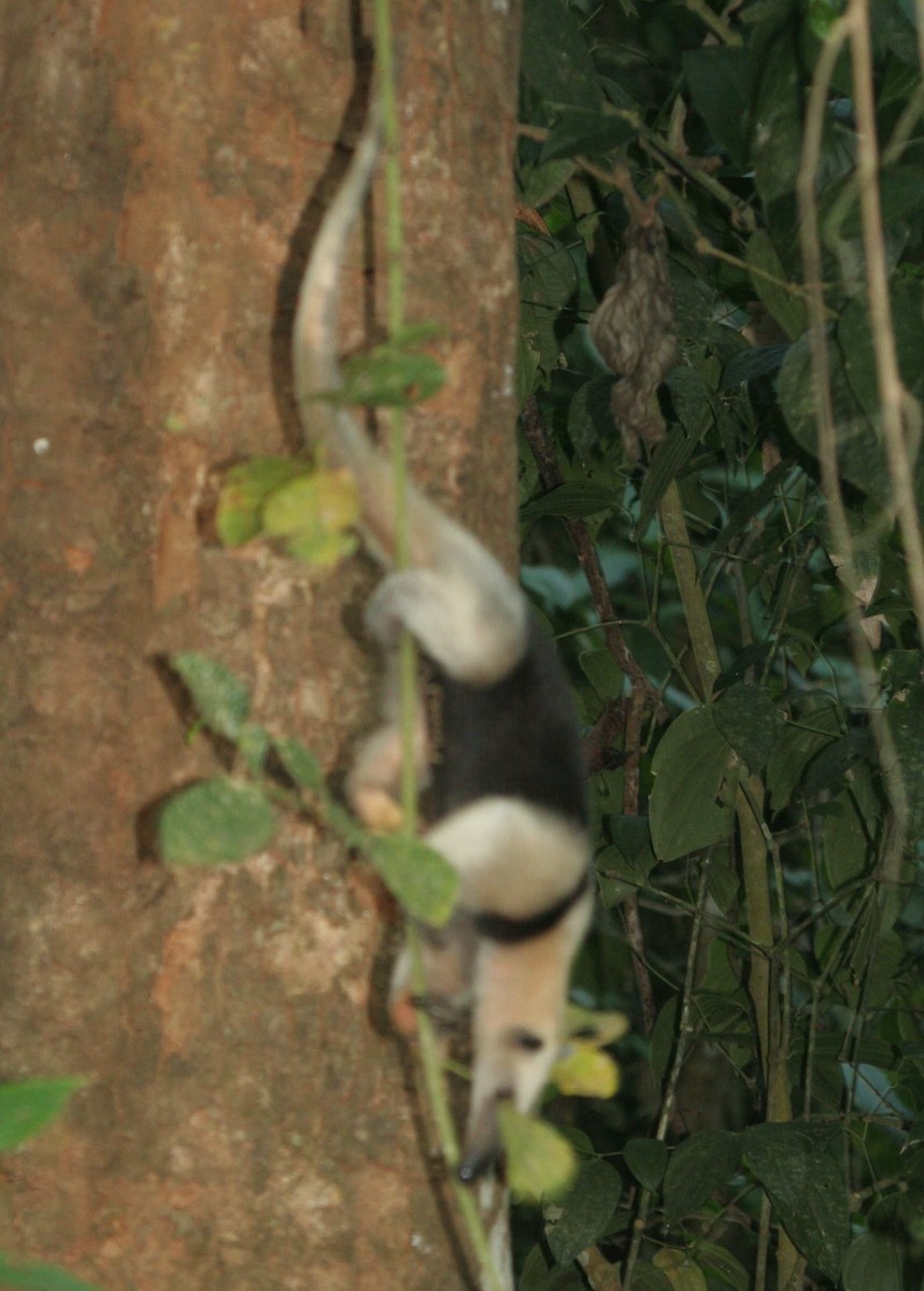 Animals - ML633569600