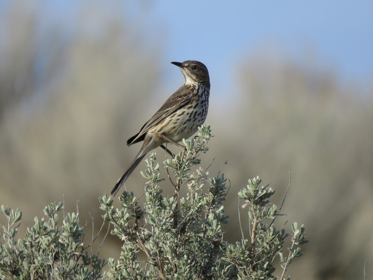 Sage Thrasher - ML633569611
