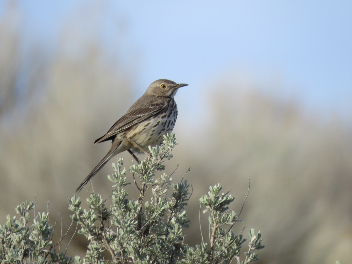 Sage Thrasher - ML633569615