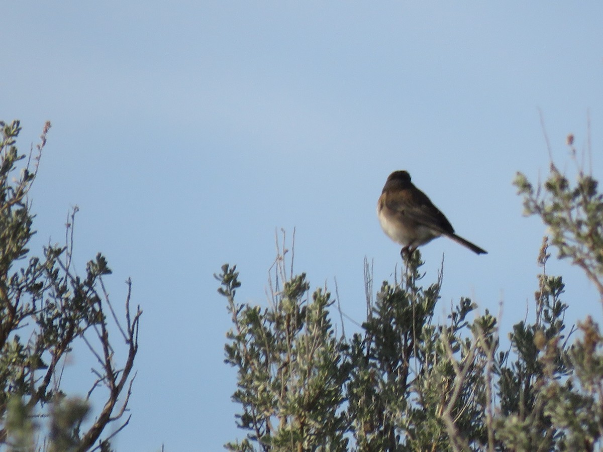 Dark-eyed Junco - ML633569627