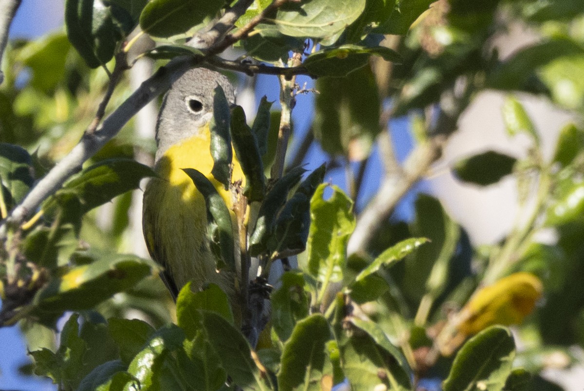 Nashville Warbler - ML633569635