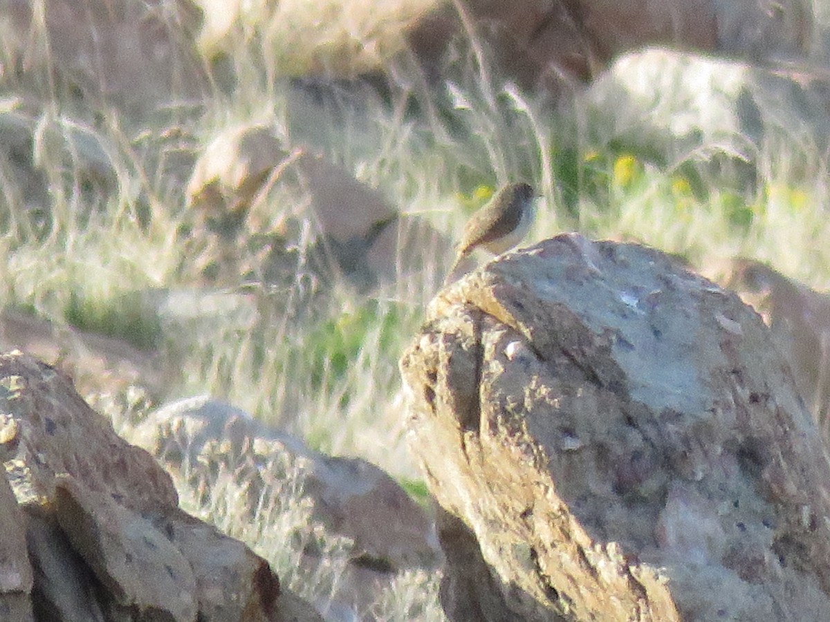 Rock Wren - ML633569646