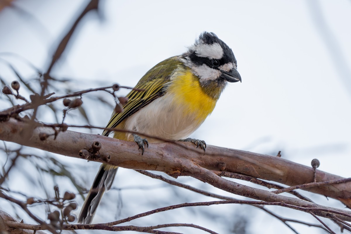 Western Shrike-tit - ML633569682