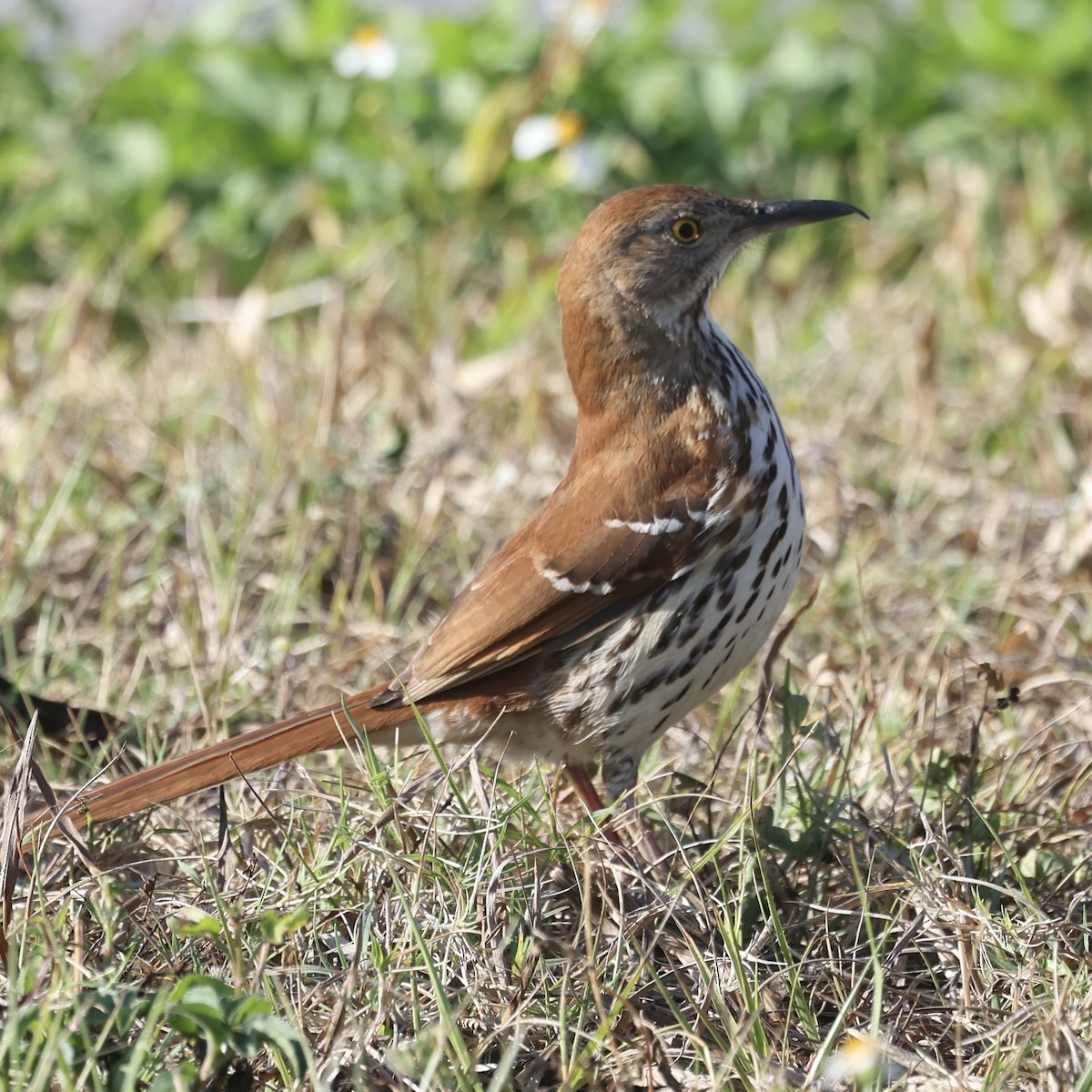Brown Thrasher - ML633569822