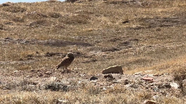 Burrowing Owl - ML633569837