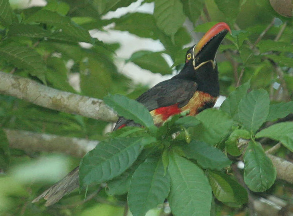 Fiery-billed Aracari - ML633569849