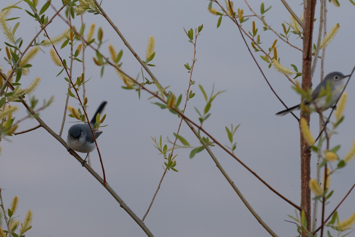 Blue-gray Gnatcatcher - ML633569863