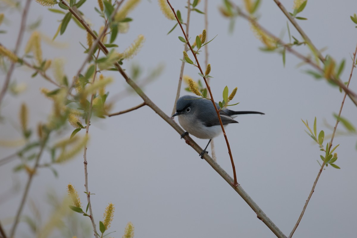 Blue-gray Gnatcatcher - ML633569884