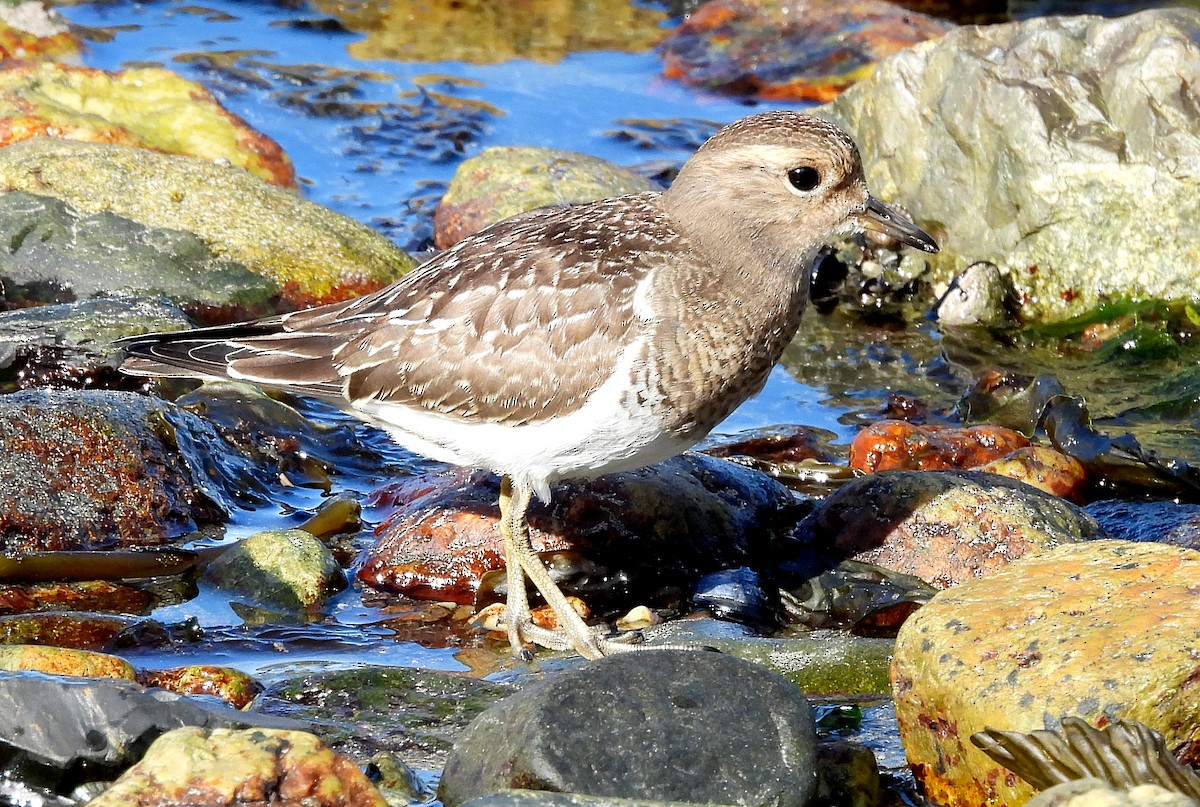 Rufous-chested Dotterel - ML633570013