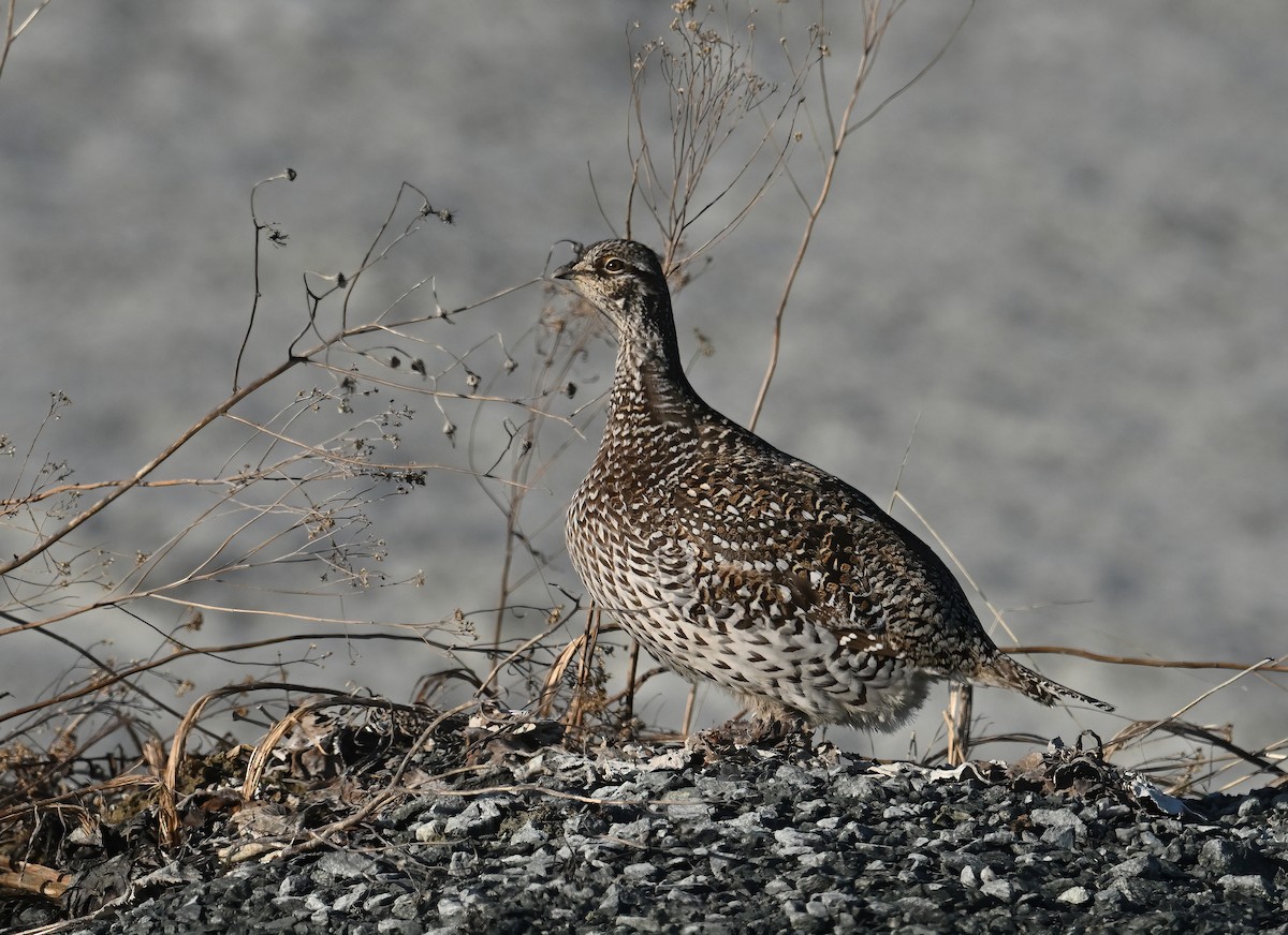 Sharp-tailed Grouse - ML633570055
