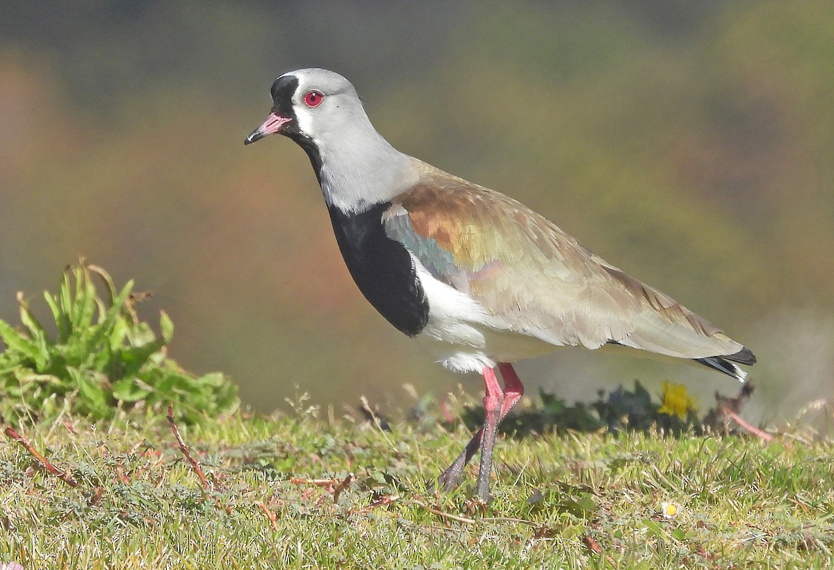 Southern Lapwing - ML633570066