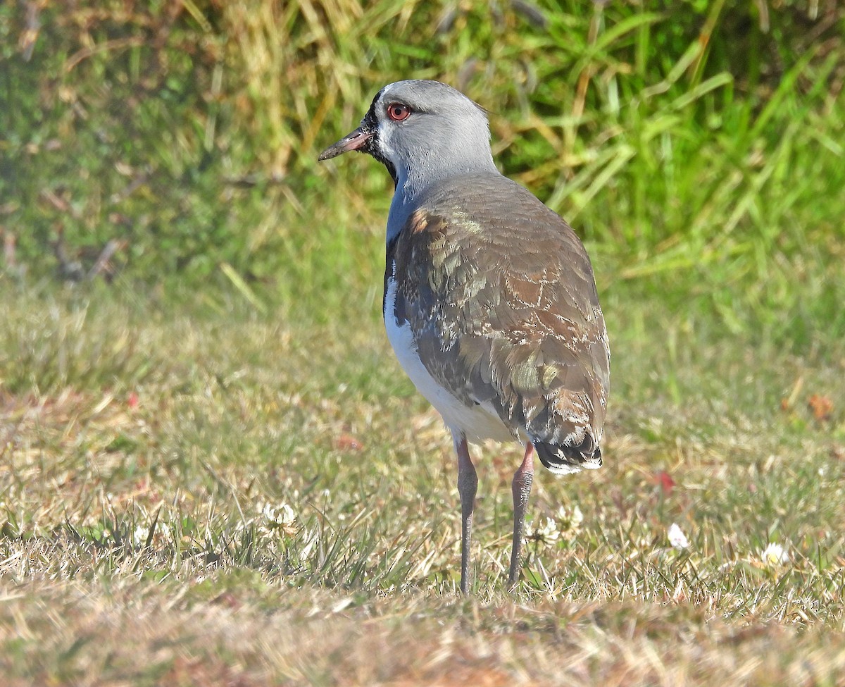 Southern Lapwing - ML633570067