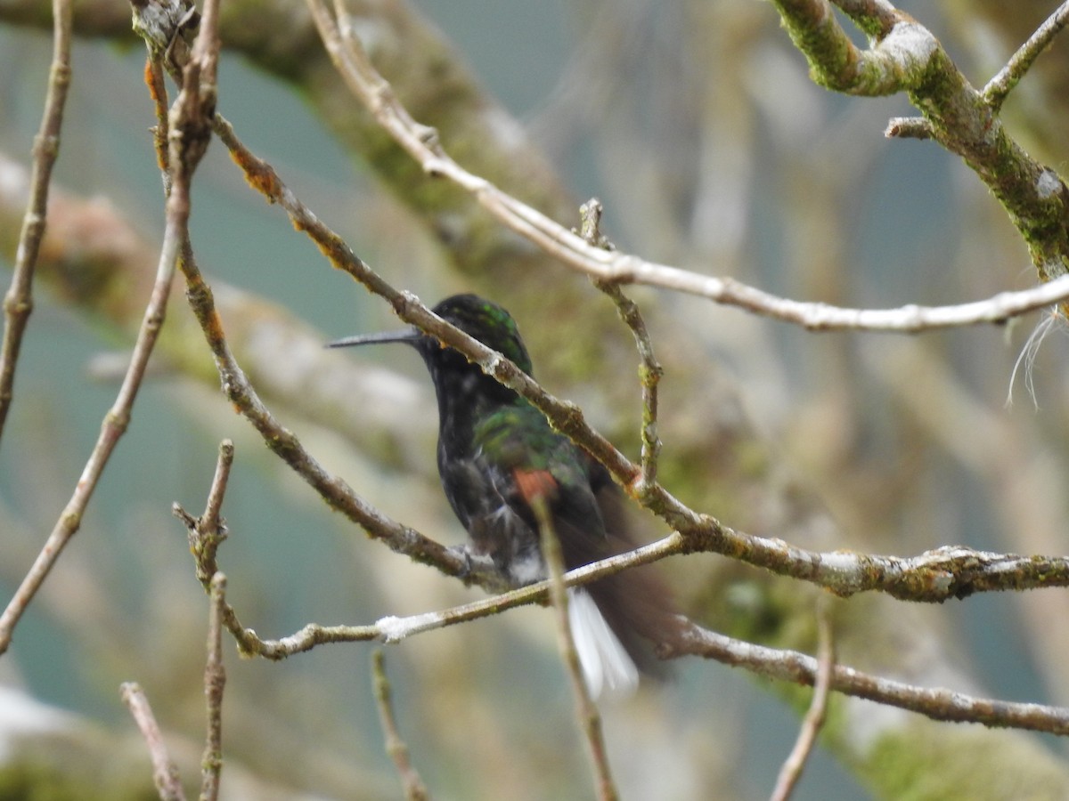 Black-bellied Hummingbird - ML633570093