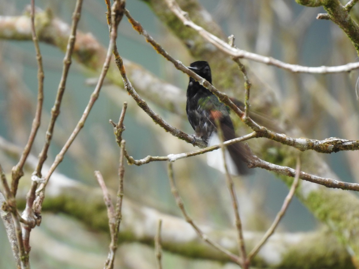 Black-bellied Hummingbird - ML633570094
