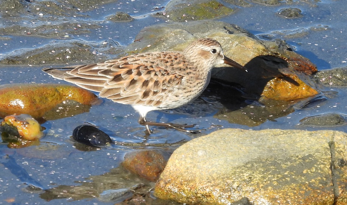 White-rumped Sandpiper - ML633570114