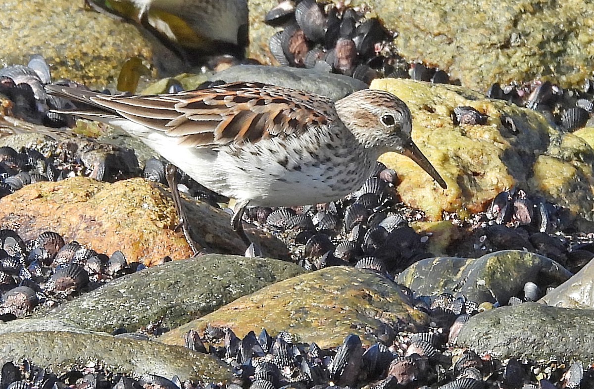 White-rumped Sandpiper - ML633570115