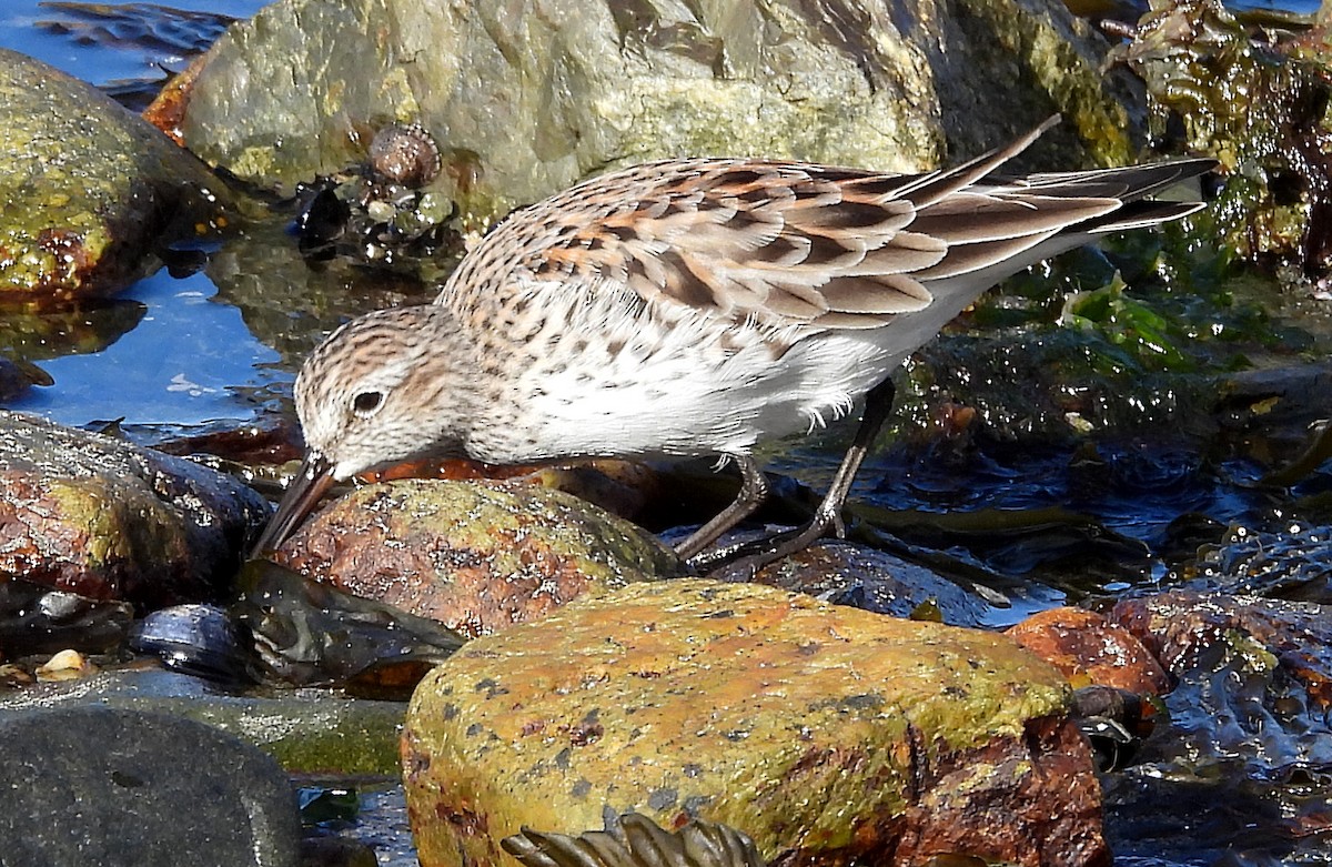 White-rumped Sandpiper - ML633570116