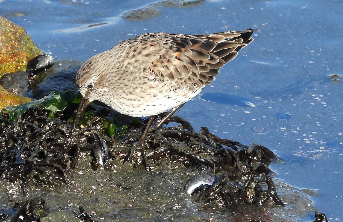 White-rumped Sandpiper - ML633570120
