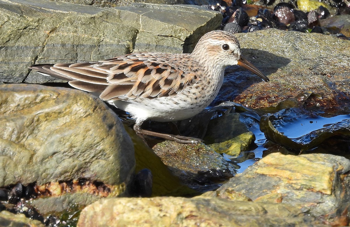 White-rumped Sandpiper - ML633570121