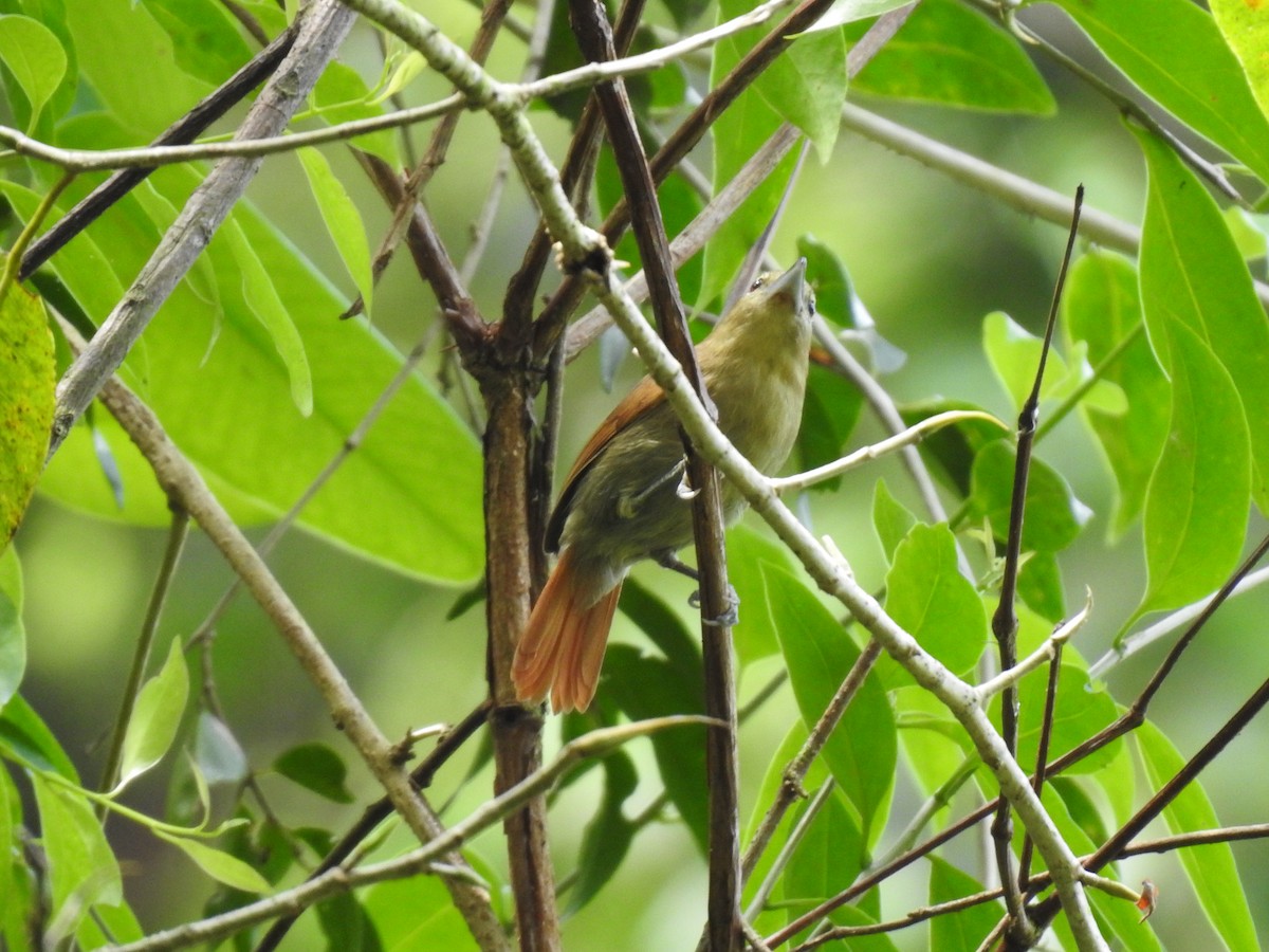 Russet Antshrike - ML633570174
