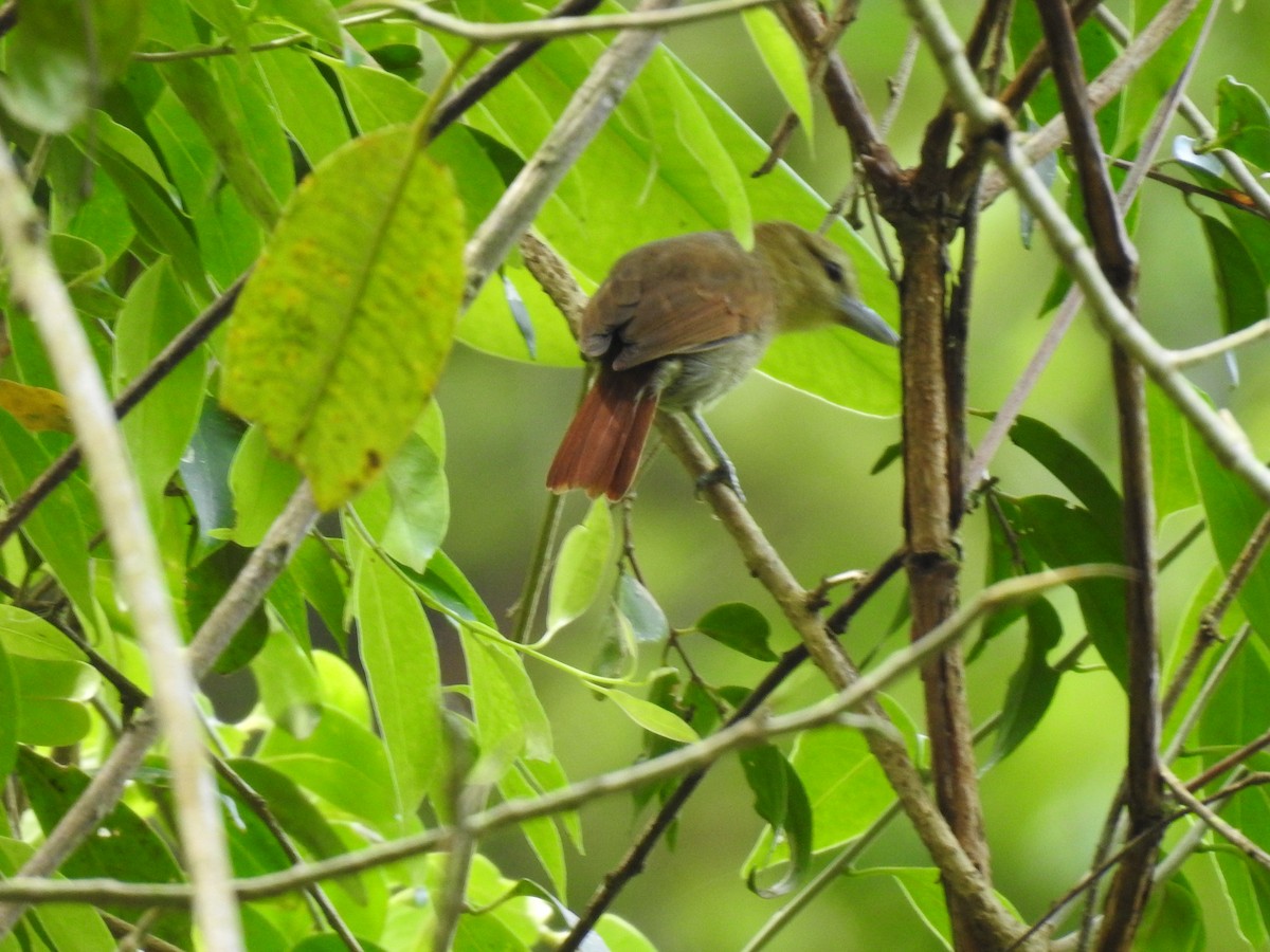 Russet Antshrike - ML633570175