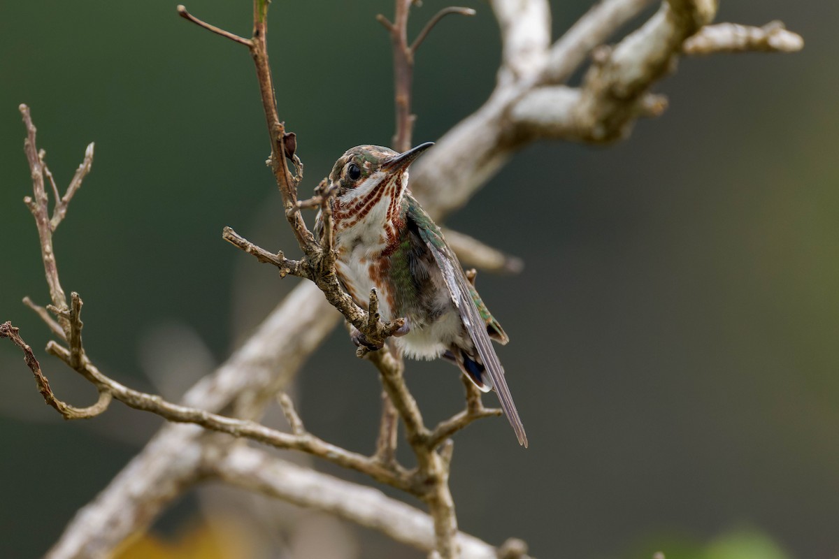 Veraguan Mango - ML633570202