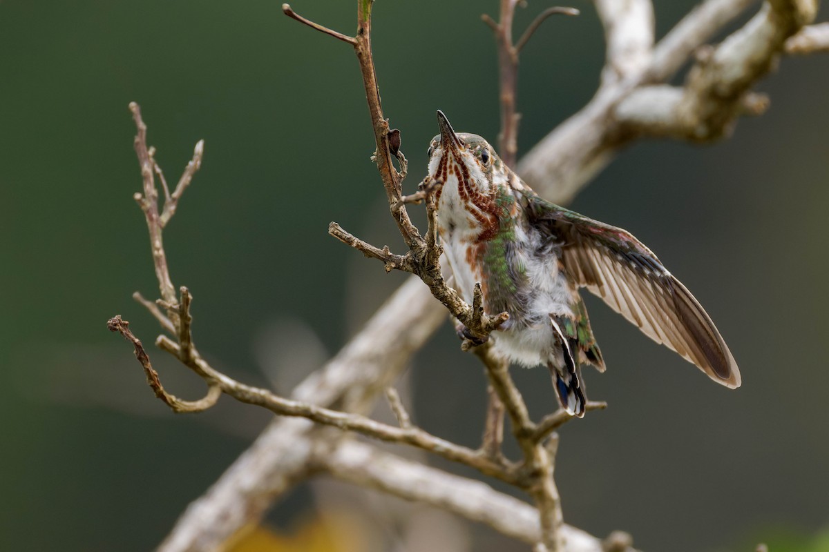 Veraguan Mango - ML633570205