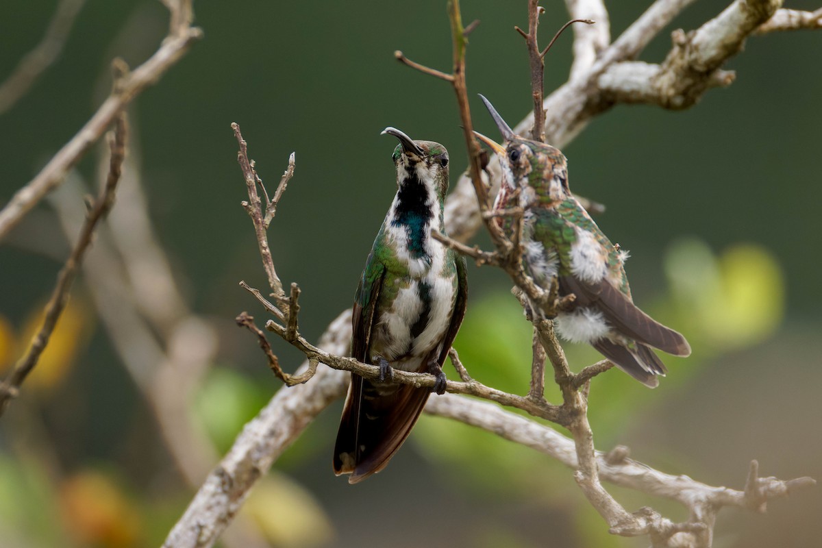 Veraguan Mango - ML633570209