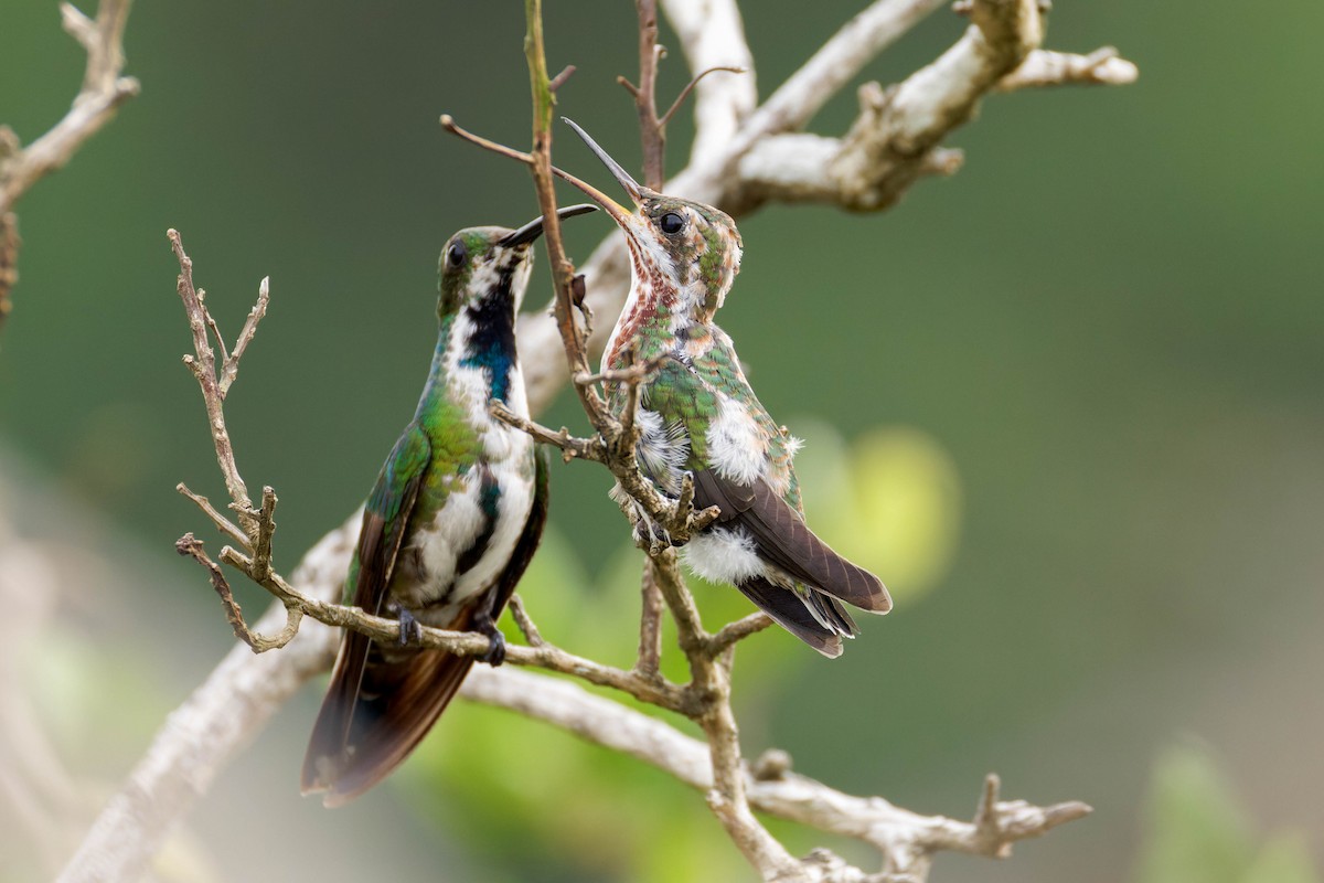 Veraguan Mango - ML633570211