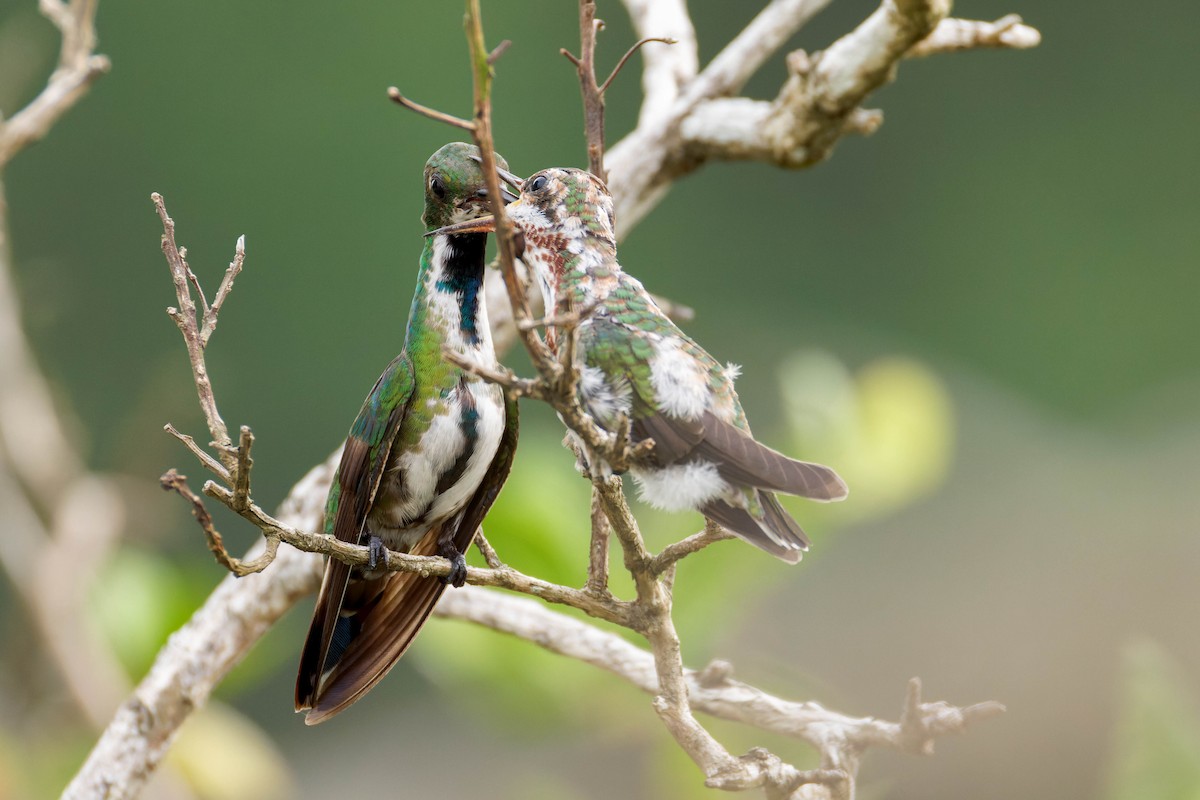 Veraguan Mango - ML633570213