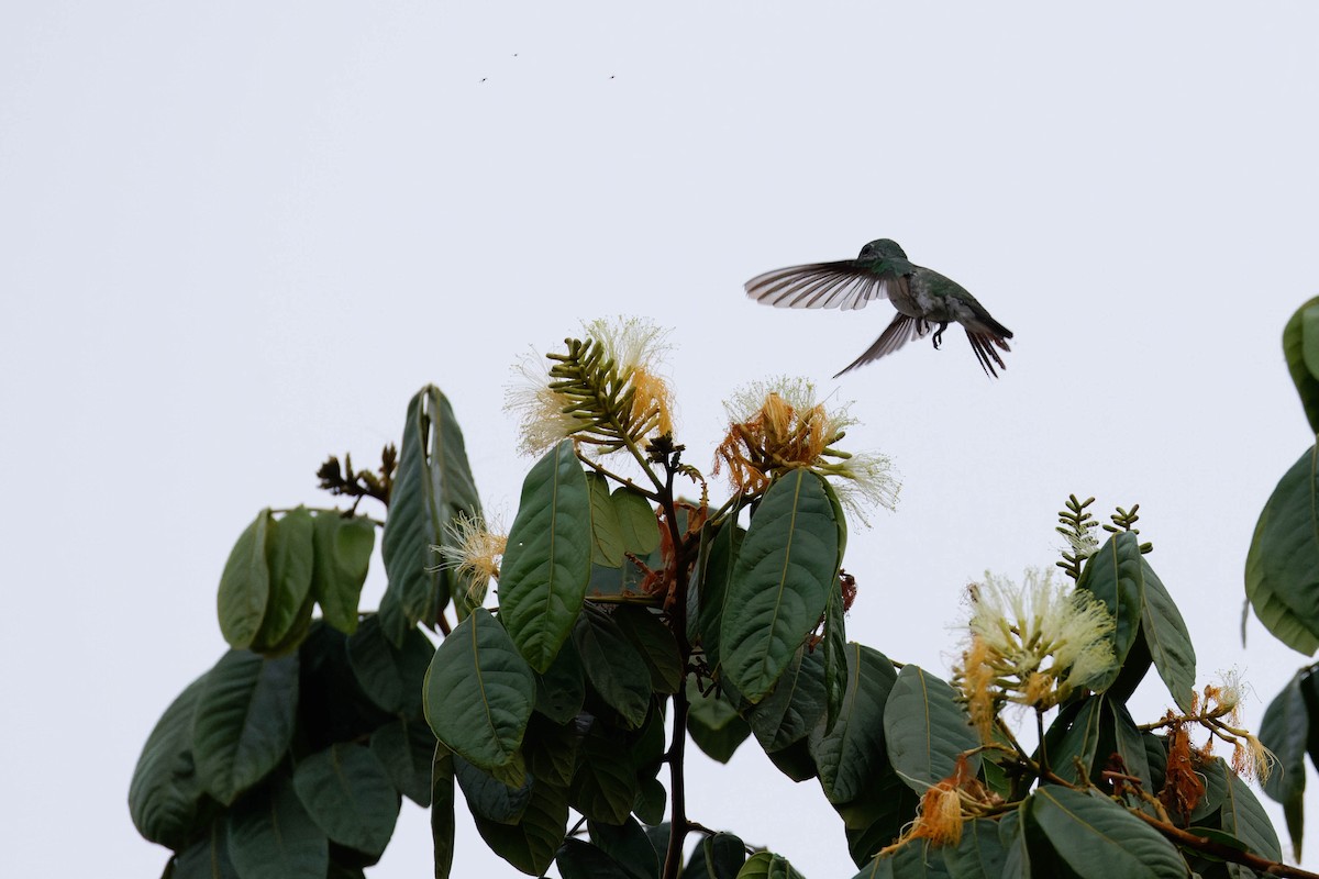 Mangrov Kolibri - ML633570233