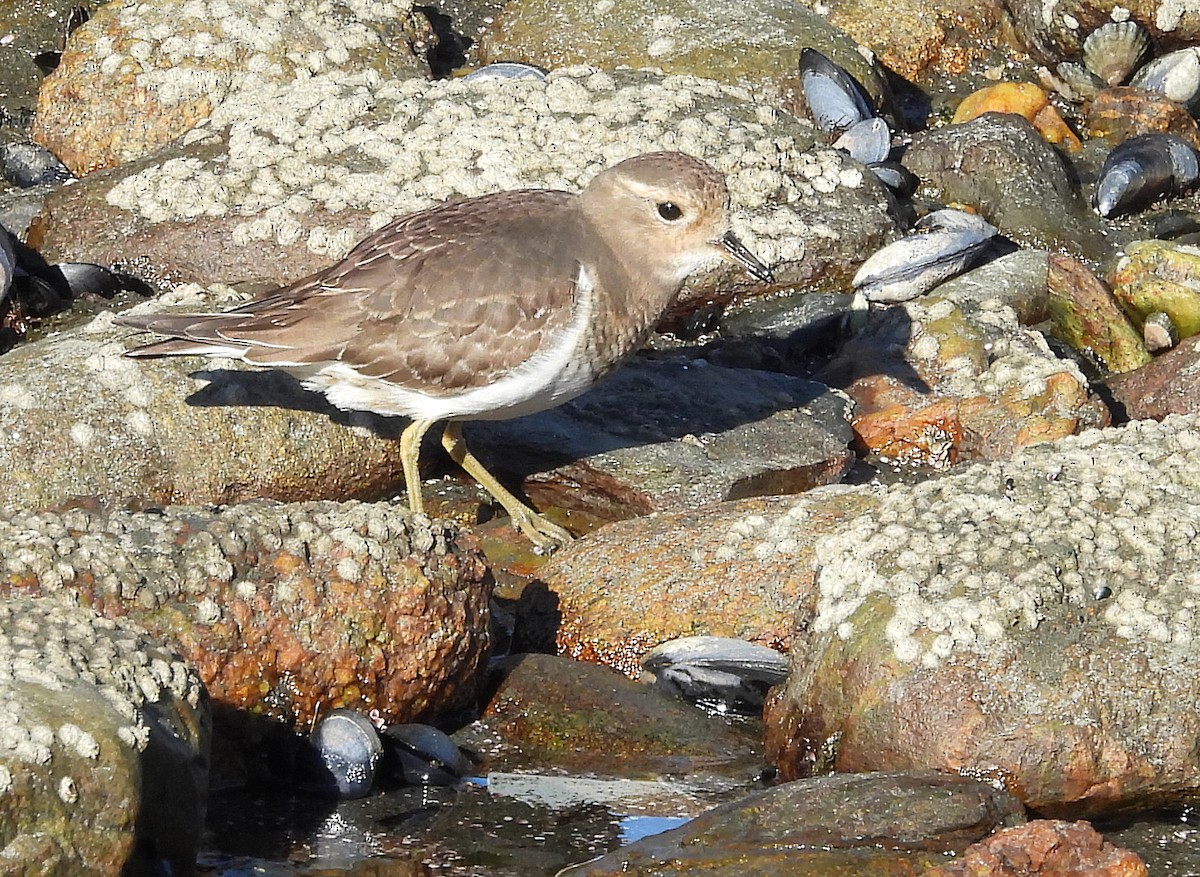 Rufous-chested Dotterel - ML633570259